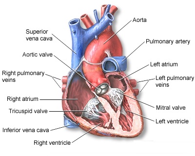 Congenital Heart Disease – ARP Webon Netherlands B.V.
